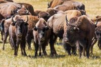 bison-grand-canyon-park