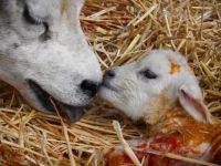 First contact between mother and child