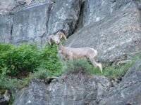 Big Horn Sheep @ Glacier National Park