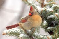 Female Northern Cardinal in winter
