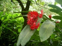 Tropical jungle