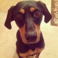 Hello Puppy Dog!