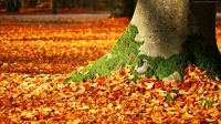 The Colorful Carpet of Autumn