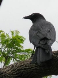 Crow 