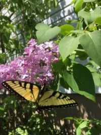 Butterfly on lilac in my garden