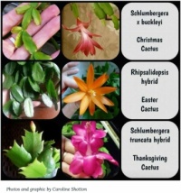Christmas, Easter, Thanksgiving Cactus-resize up to 600pc