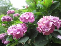 Hydrangea flowers (ball shape)