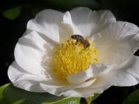 bee in magnolia flower