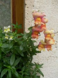 Flowers...
