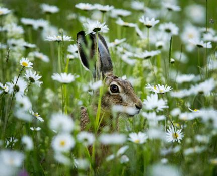 Hare among daisies by Michael Probst Germany
