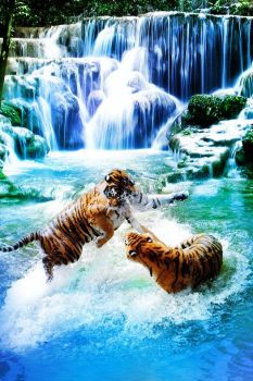 tiger swim