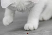 white kitty & ladybug
