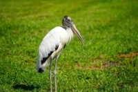 Wood stork