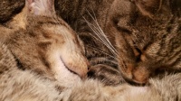 pistachio & jekyll 2024-09-08