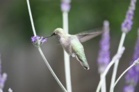 Hummingbird in Lavender