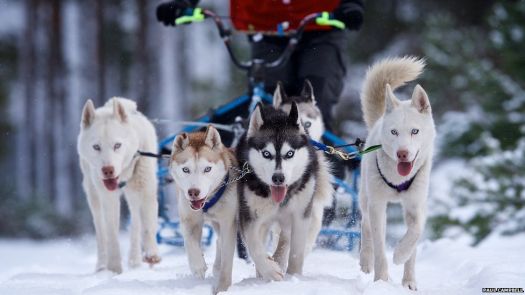 The Royal Canin and Siberian Husky Club of Great Britain's 32nd Aviemore Sled Dog Rally has been taking place.