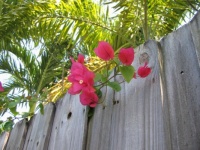 Bougainvillea visiting from over the fence