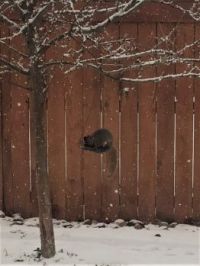 Squirrel  in bird feeder