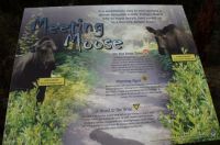 Meeting Moose