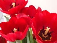 I love red!