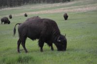 Custer State Park- American Bison