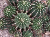 Beauty of cactus - Ornamantal cactus