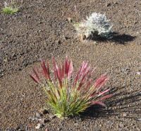Enclos volcan de La Fournaise - Réunion