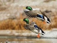 16 x20 Ducks Painting