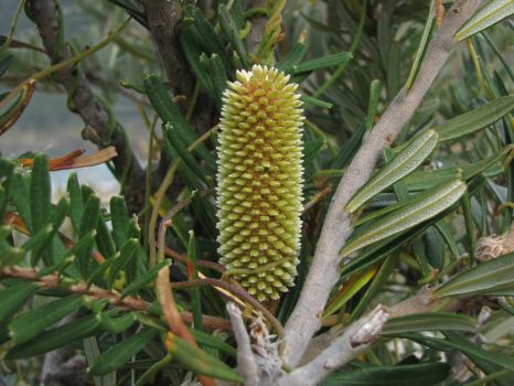Banksia Integrifolia (Coastal Banksia) Eaglehawk Neck, Tasmania