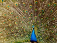 Blue Peacock (Medium)