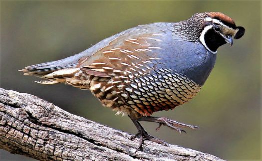 Solve California State Bird ~ California 'Valley' Quail jigsaw puzzle ...