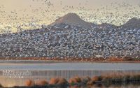 Snow Geese and Sutter Buttes by MZ Photography & Art