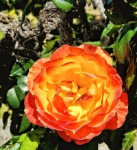 Orange Rose on Old Wood