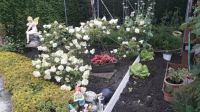 Bloementuin