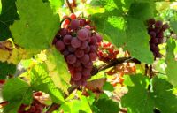 Dans les vignes du Mambourg