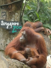 Singapore Zoo