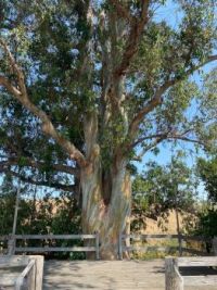 Old Man Eucalyptus