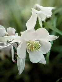 🤍☘️White variations☘️🤍