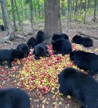 Bears and apples -