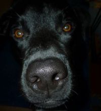 Wet Nose