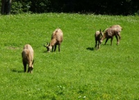 Group of chamois