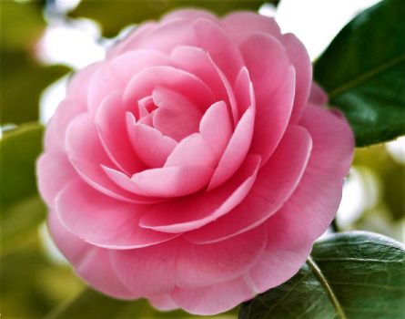 Solve Alabama State Flower ~ Camellia jigsaw puzzle online with 80 pieces