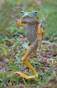 Frog