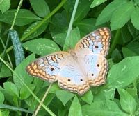 Butterfly at Myakka State Park 9/6/20