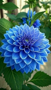 Blue Flowers
