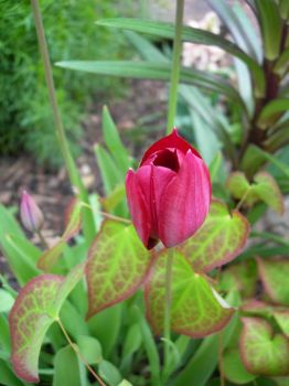 tulipánek