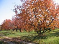 Orchard in the autumn.