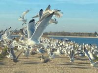 Gulls at Muskegon