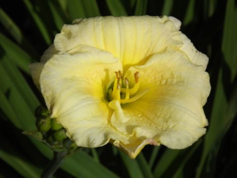 Beauitiful Yellow Day Lilly