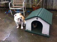 THAT MEESLY KITTY STOLE MY HOUSE...